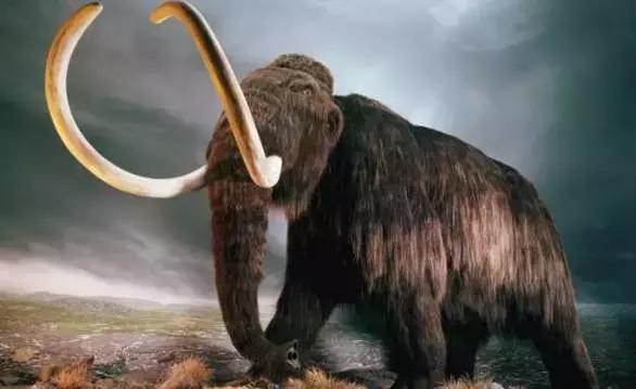 西伯利亚冻土层猛犸象牙 (西伯利亚的猛犸象牙猎人)