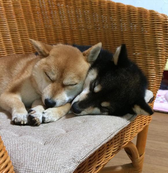 猫咪组合和柴犬组合，你喜欢那一组？