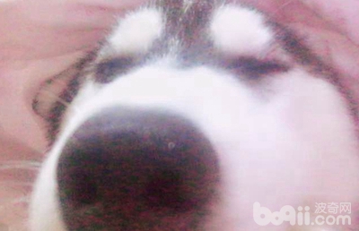 泰迪狗被二哈咬死,养了一条二哈