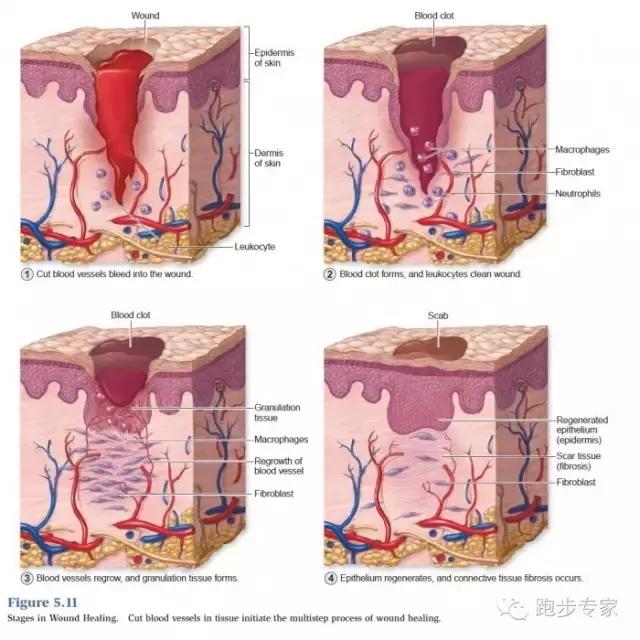 膝盖受伤一般要多久才能恢复,腿膝盖软组织受伤多久会好