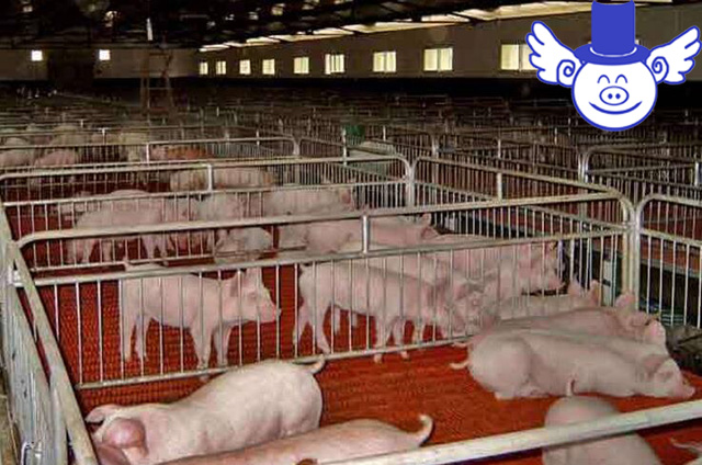 温氏养猪10000头猪一年利润多少,温氏养猪利润