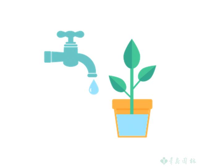 富贵竹怎么养教程,富贵竹万年竹