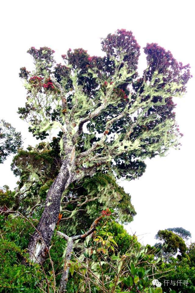 马来西亚pengerang旅游攻略,沙巴旅游自由行十大必去景点