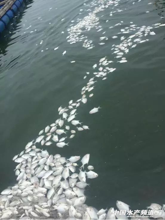 淡水鲳鱼多少钱一斤今日鱼价,金鲳鱼大量死亡