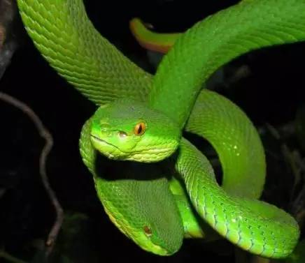 恐怖诡异的五步蛇,惊现两条巨型五步蛇