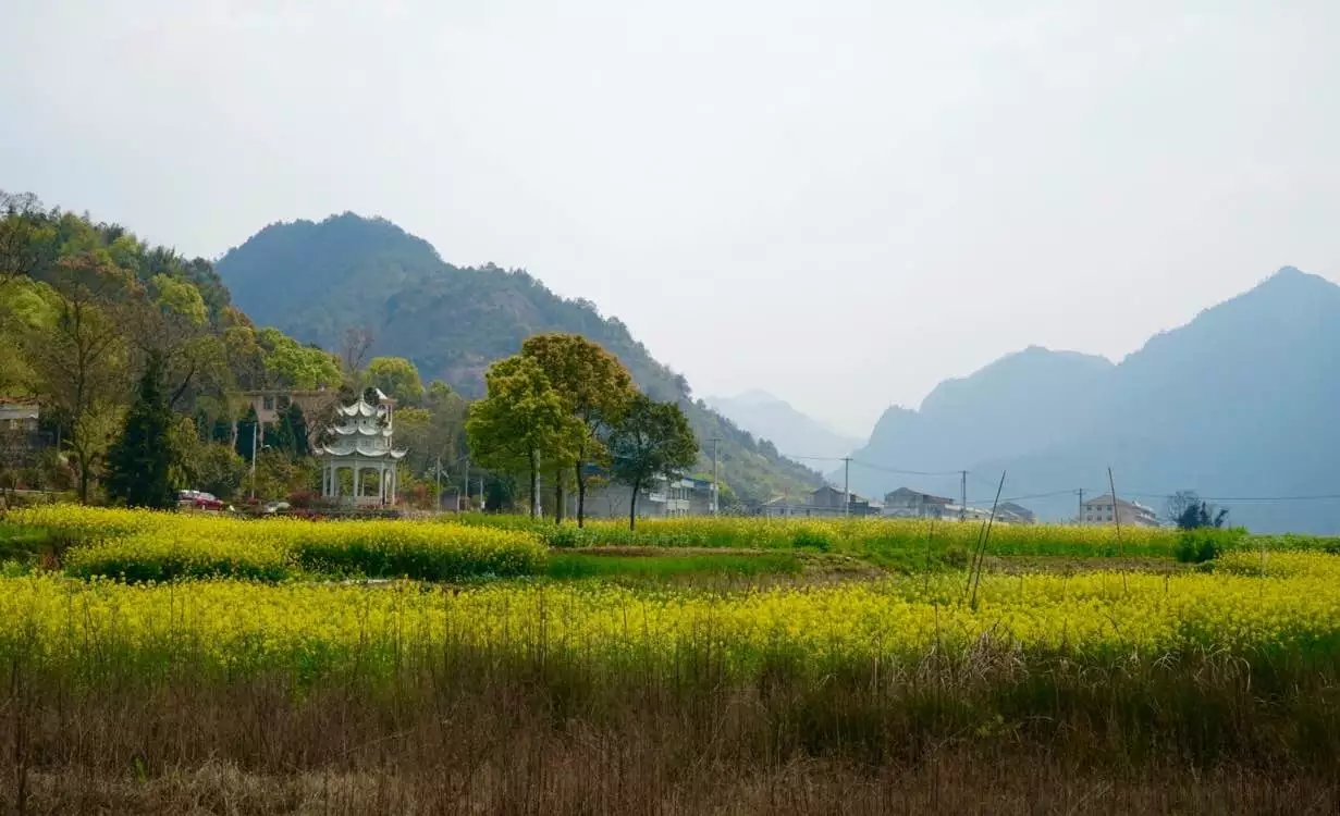 如果微博被盗，你会采取什么措施？