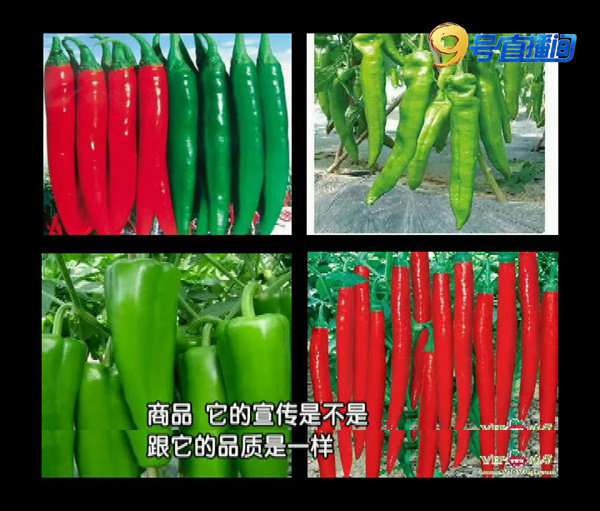 辣椒假种子,辣椒假种子最新进展