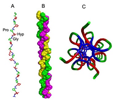 胶原蛋白多少钱,胶原蛋白什么味道才是真的
