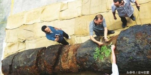 乌木金丝楠和阴沉木金丝楠哪个好,金丝楠阴沉木乌木小叶桢楠碳化木