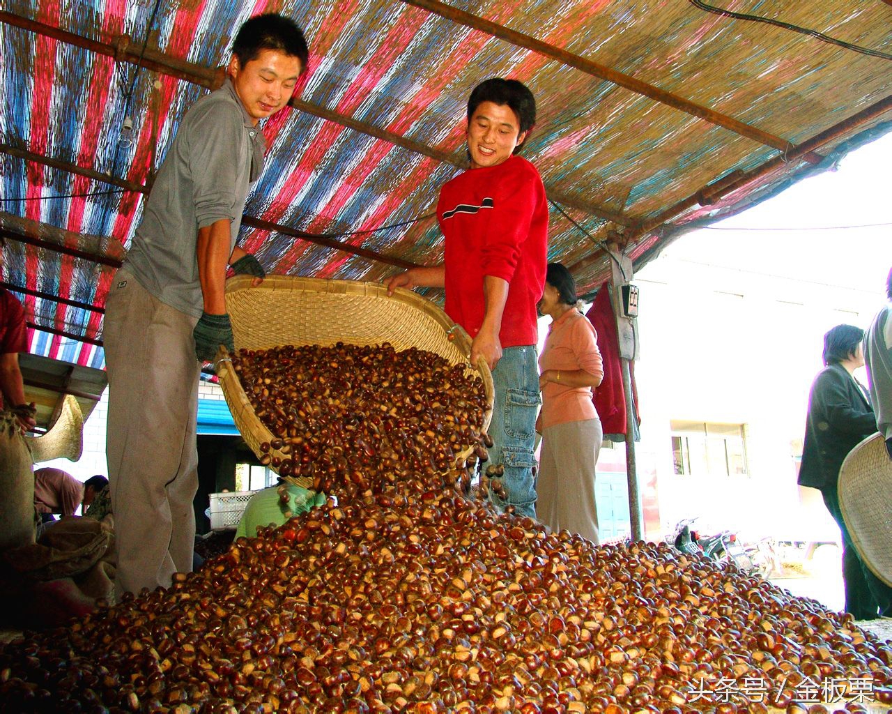 板栗代收代发,板栗宣传语经典语录