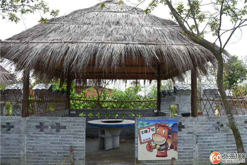 周末去哪儿玩？小编带你去合浦七里香茶庄园和石康镇“小村故事”