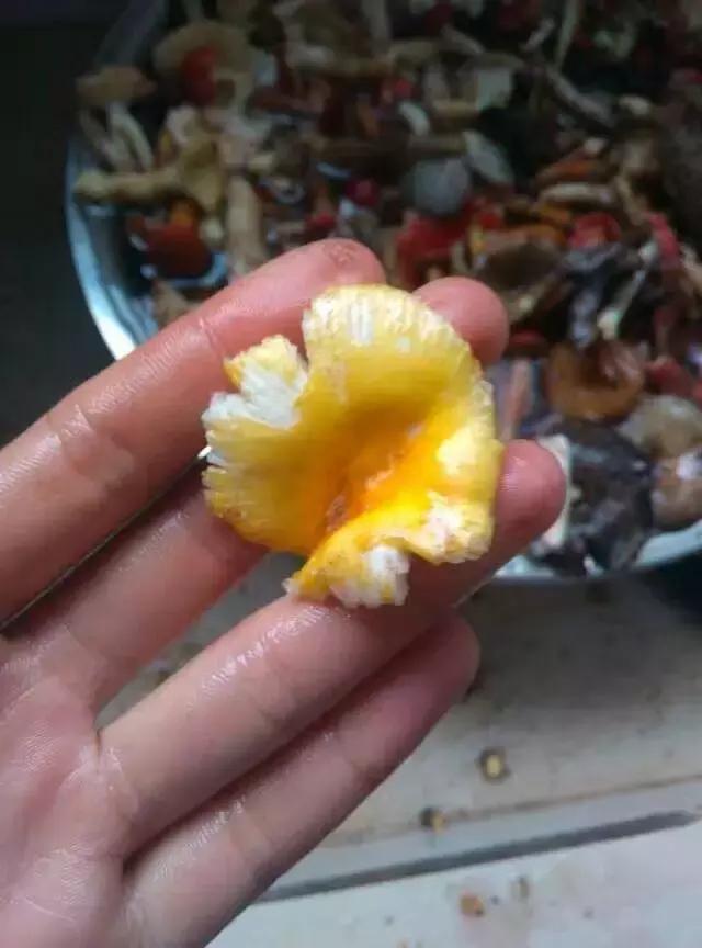 那一场刻骨铭心的毒菌风波