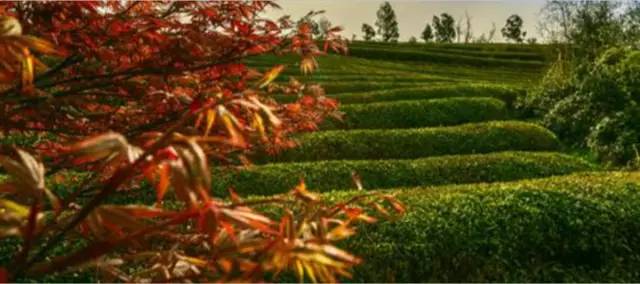 2017年度全国最美茶园,世界上最美茶园是哪里