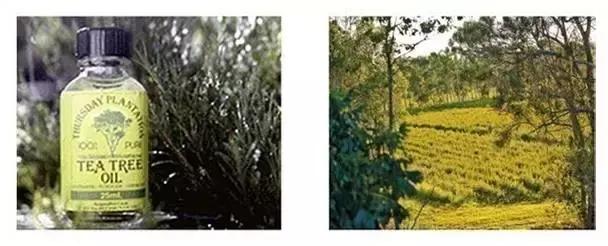 澳洲星期四农庄茶树祛痘凝胶,这次海洋世界之旅收获到什么