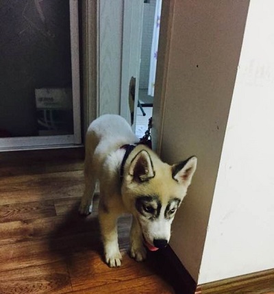 看到这样的哈士奇你们还想养吗,这只哈士奇居然长了六只眼睛