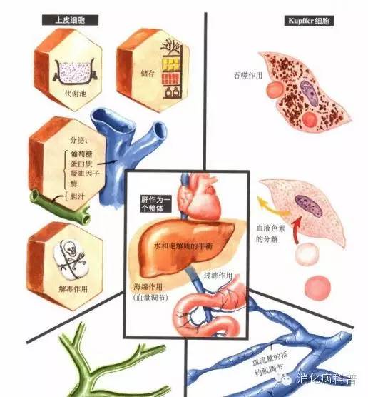 体检前失眠转氨酶一定会升高吗,体检肝功转氨酶升高是什么意思