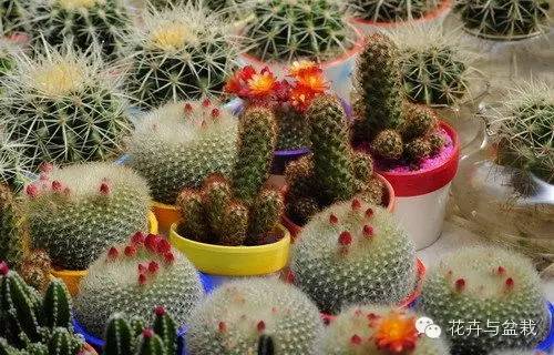 仙人球最常见的品种，你能认识几个？