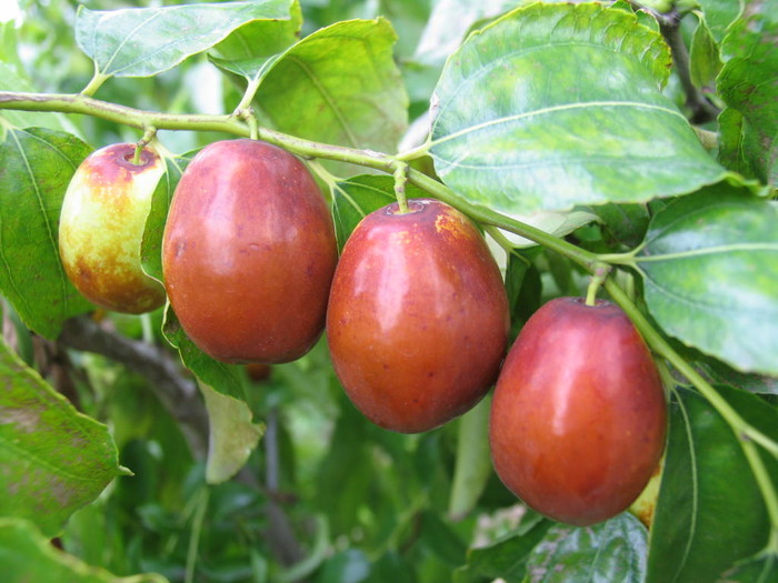 低血糖如何影响大脑功能,经常低血糖对大脑有影响吗