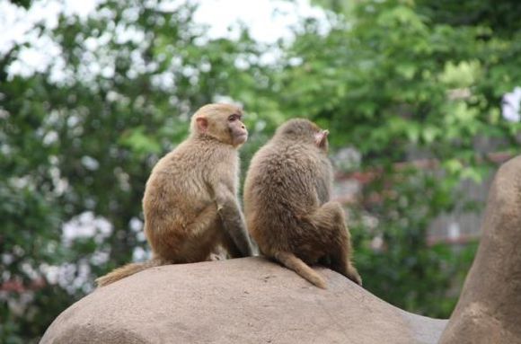 湘潭和平公园动物园星期天开放吗,湘潭市动物园的近况