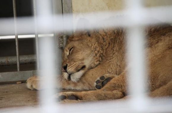 湘潭和平公园动物园星期天开放吗,湘潭市动物园的近况