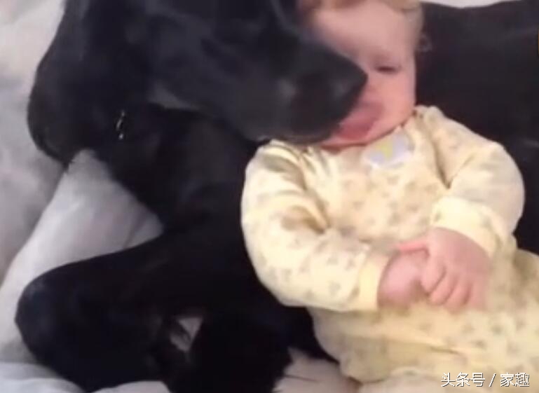 狗狗舔女宝宝嘴巴，宝宝还伸出舌头与狗狗亲吻，家长光拍照不阻止