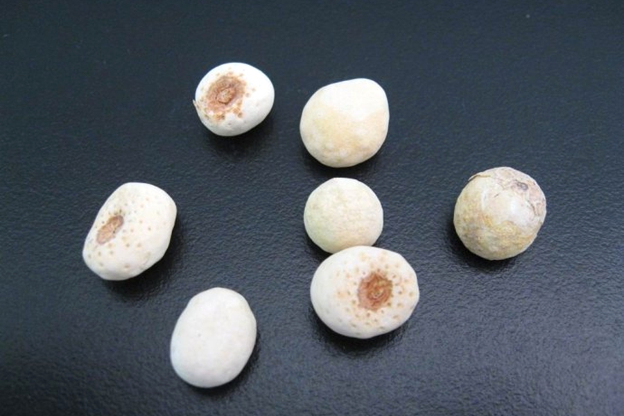 人参五味子泡酒的全配方,长白山人参泡酒最佳配方