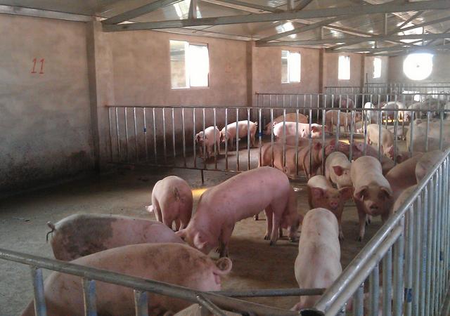 如何做好猪场驱虫间的卫生工作,养猪场如何做好驱虫工作