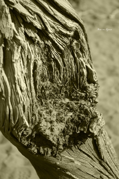 成都自驾额济纳旗攻略,额济纳旗深度游旅行攻略