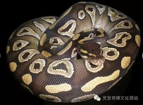 球蟒基因组合大全,球蟒基因品系图鉴下载