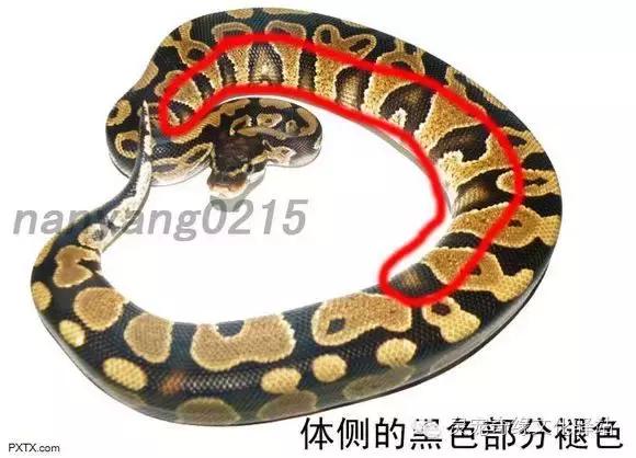 球蟒基因图鉴入门,球蟒基因品系大全