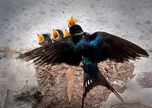 四年级上学期古诗词大全必背,开学了的古诗