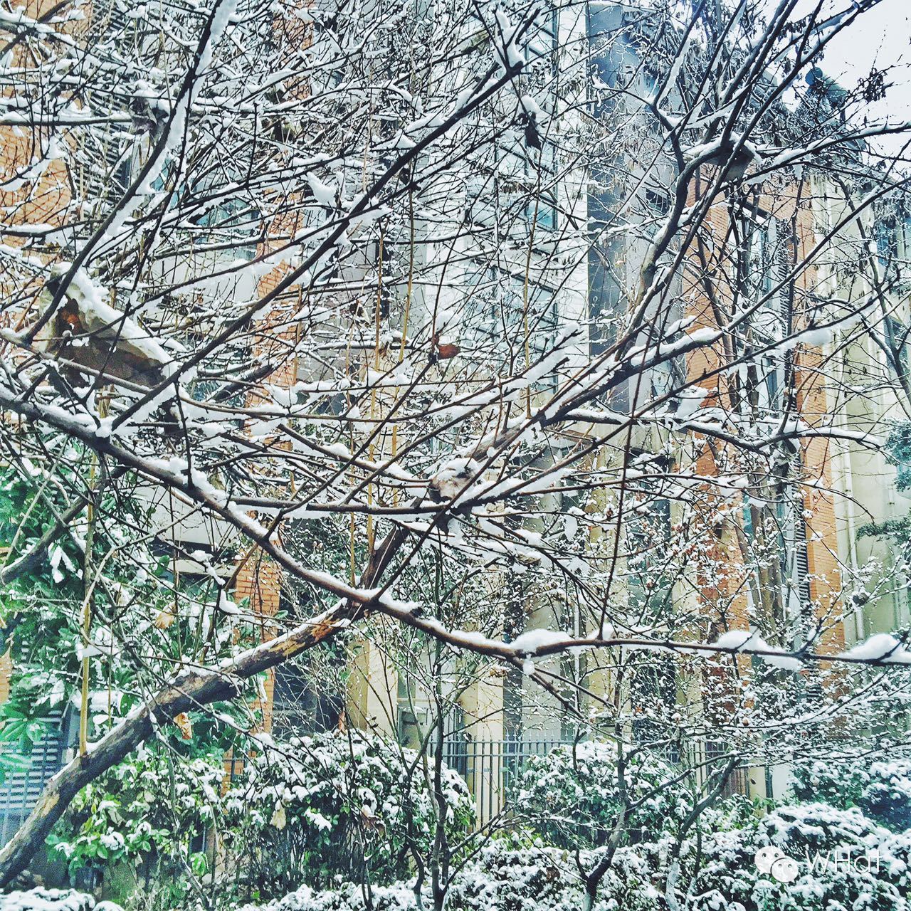 武汉只下一天雪吗,武汉下的是雪吗