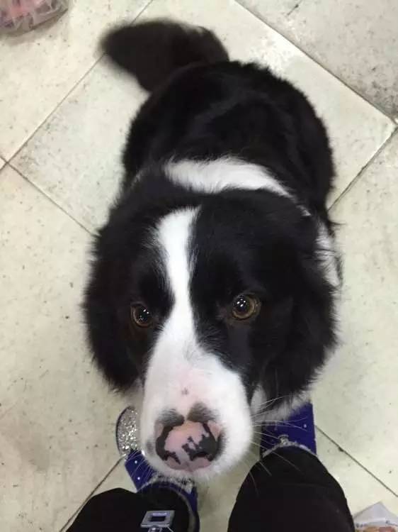 一梦谈狗l边牧的脸怎样比较美？