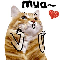 荷兰猪散养还是笼子里养好,现在的荷兰猪好养吗