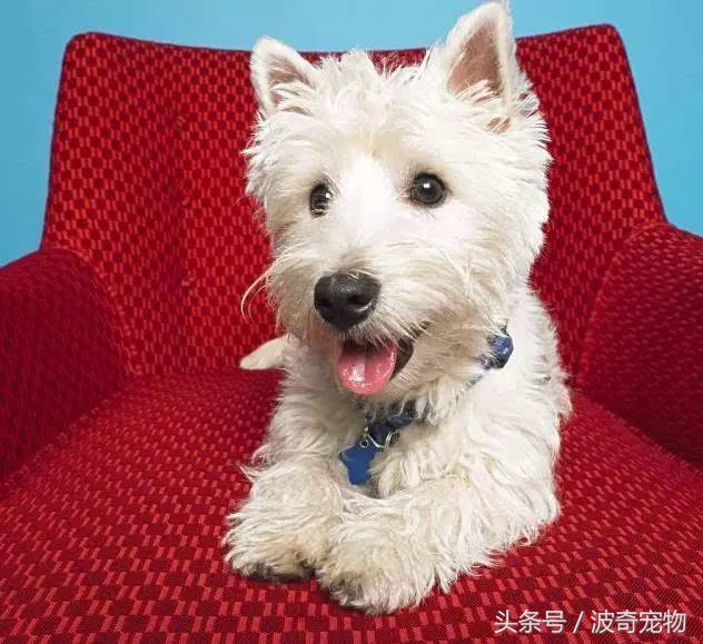 狗狗品种大全图片及简介,狗狗的所有类型品种大全介绍