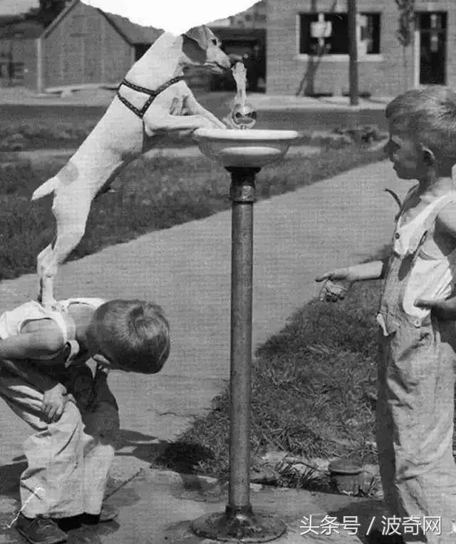 一群狗狗照片,82年的狗唯一一张的照片