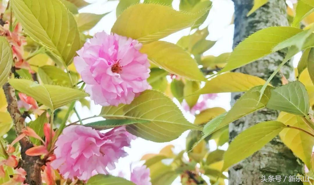 乐山的春天有多美,没去过乐山大佛但感觉去过