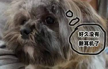 狗狗对着门外大叫是怎么了,狗为什么老是敲自己家的门