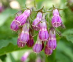 小时候，就是这几分钱的草药治好了姐姐的烧伤