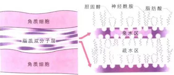 玩命儿补水还是感觉肌肤紧绷绷？也许该考虑试试这些护肤品了