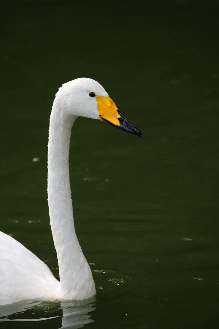 腾龙150-600g2镜头防抖模式详解,腾龙150-600镜头固件升级