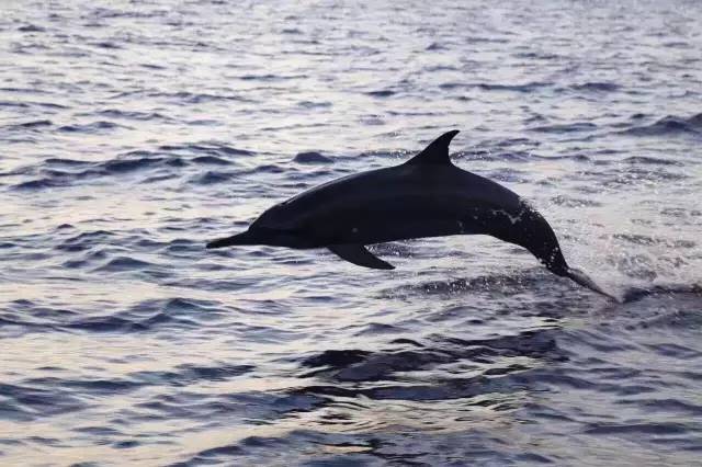 马尔代夫的蜜月岛值得去吗,去马尔代夫度蜜月感受