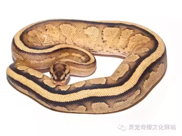 球蟒基因图鉴入门,球蟒基因品系大全