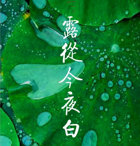 白露节气饮白露茶,暑退凉风起闲饮白露茶