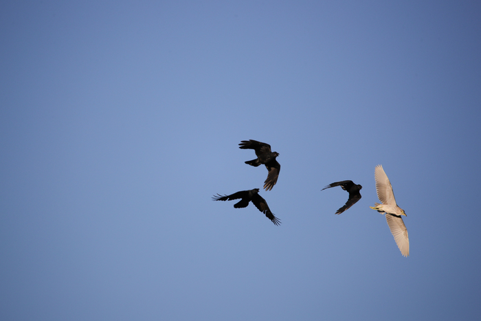 腾龙150-600g2镜头防抖模式详解,腾龙150-600镜头固件升级