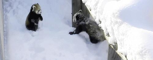 盘点萌死人不偿命的生物动图，看完也觉得自己萌萌哒