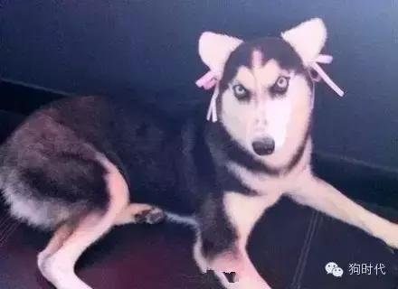 养哈士奇是什么心理,养只哈士奇的真实感受