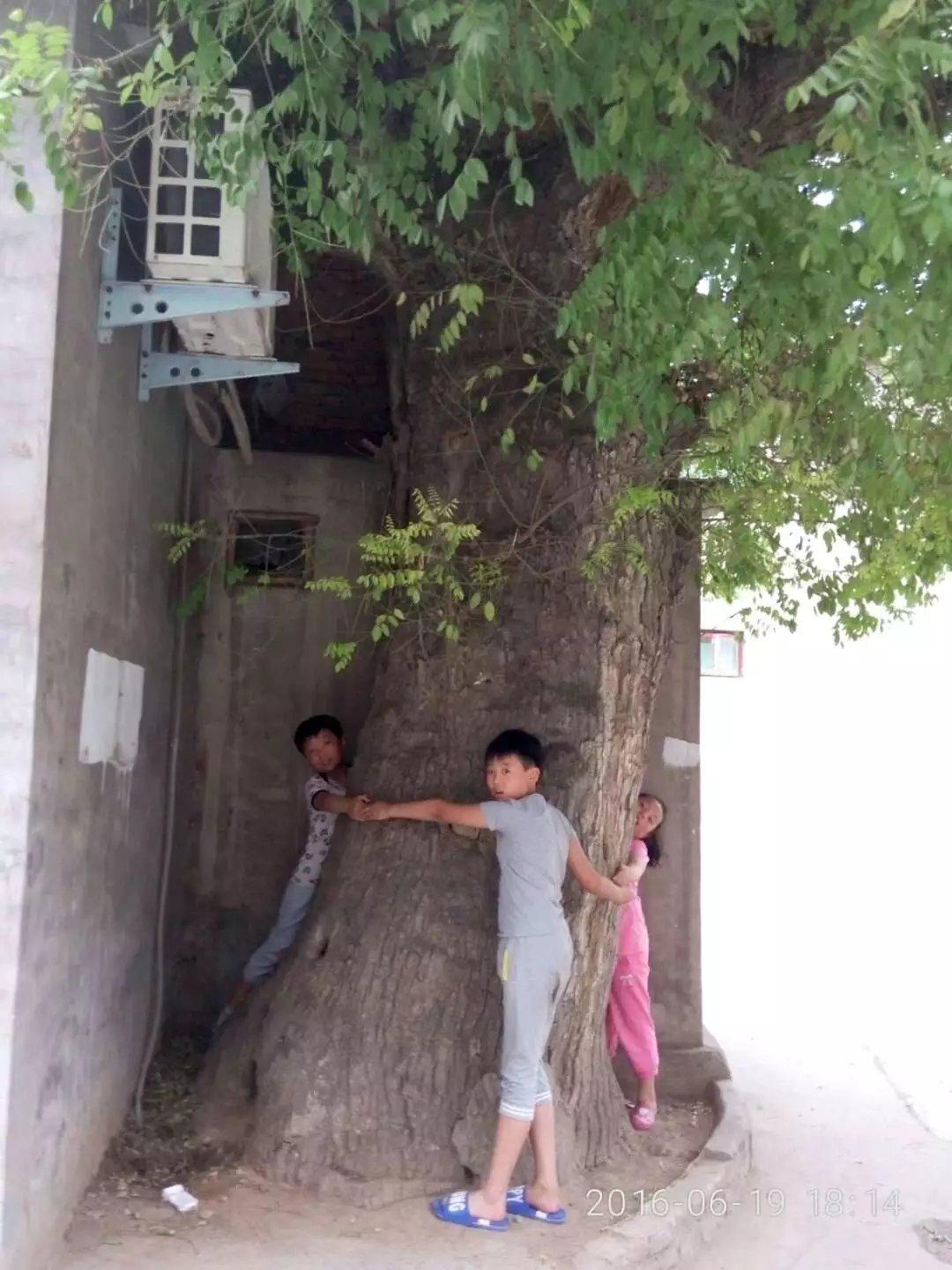 河南千年以上的古树在哪里,安阳十大奇特古树