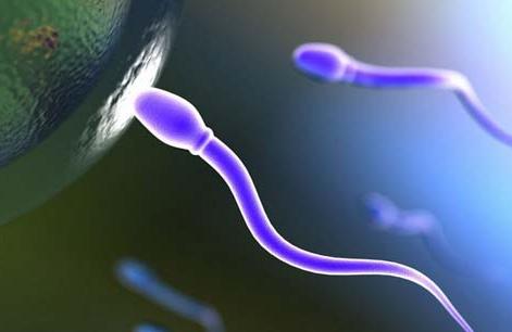 精子如何生成的,精子是怎么发现的