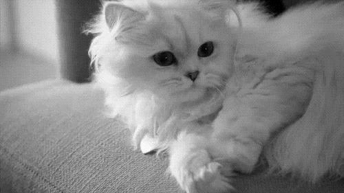 猫咪咖啡馆哪家最好,武汉有哪些猫咪咖啡厅